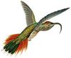 Buff-tailed Sicklebill Hummingbird (Eutoxeres condamini) - Wiki