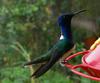 White-necked Jacobin Hummingbird (Florisuga mellivora) - Wiki