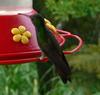Rufous-tailed Hummingbird (Amazilia tzacatl) - Wiki