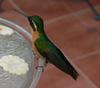 Gray-tailed Mountain-gem Hummingbird (Lampornis cinereicauda) - Wiki