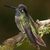 Magnificent Hummingbird (Eugenes fulgens) - Wiki