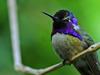Costa's Hummingbird (Calypte costae) - Wiki