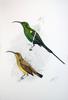 Malachite Sunbird (Nectarinia famosa) - Wiki