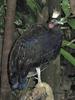 Congo Peafowl (Afropavo congensis) - Wiki