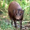 Pygmy Hog (Sus salvanius) - Wiki