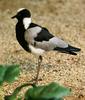 Blacksmith Lapwing (Vanellus armatus) - Wiki