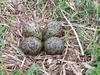 Masked Lapwing (Vanellus miles) eggs