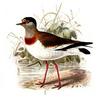 Brown-chested Lapwing (Vanellus superciliosus) - Wiki