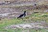 Banded Lapwing (Vanellus tricolor) - Wiki