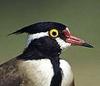 Black-headed Lapwing (Vanellus tectus) - Wiki