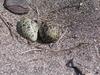 New Zealand Dotterel (Charadrius obscurus) eggs