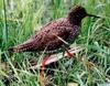 Common Redshank (Tringa totanus) - Wiki