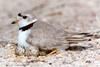 Piping Plover (Charadrius melodus) - Wiki