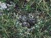 Eurasian Dotterel (Charadrius morinellus) nest and eggs