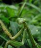 Chinese Mantis (Tenodera aridifolia sinensis) - Wiki