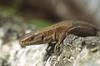 Viviparous Lizard (Zootoca vivipara) - Wiki