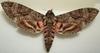 Pink-spotted Hawkmoth (Agrius cingulata) - Wiki