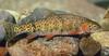 Colorado River Cutthroat Trout (Oncorhynchus clarki pleuriticus) - Wiki