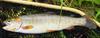 Snake River Fine-spotted Cutthroat Trout (Oncorhynchus clarki behnkei) - Wiki