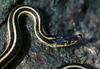 Common Garter Snake (Thamnophis sirtalis) - Wiki