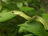 Rough Green Snake (Opheodrys aestivus) - Wiki