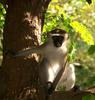 Vervet Monkey (Chlorocebus pygerythrus) - Wiki