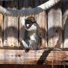 Lesser Spot-nosed Monkey (Cercopithecus petaurista) - Wiki