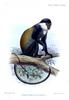 L'Hoest's Monkey (Cercopithecus l'hoesti) - Wiki