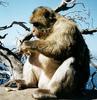 Barbary Macaque (Macaca sylvanus) - Wiki