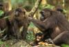 Moor Macaque (Macaca maura) - Wiki