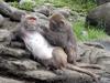Formosan Rock Macaque (Macaca cyclopis) - Wiki