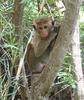 Toque Macaque (Macaca sinica) - Wiki
