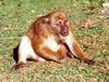 Assam Macaque (Macaca assamensis) - Wiki