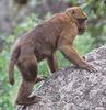 Arunachal Macaque (Macaca munzala)