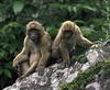 Arunachal Macaque (Macaca munzala) juveniles