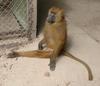Guinea Baboon (Papio papio) - Wiki