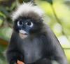 Dusky Leaf Monkey (Trachypithecus obscurus) - Wiki