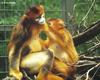 Golden Snub-nosed Monkey (Rhinopithecus roxellana) - Wiki