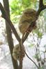 Philippine Tarsier (Tarsius syrichta) tree climbing