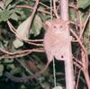 Spectral Tarsier (Tarsius tarsier) - Wiki