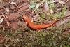 Mud Salamander (Pseudotriton montanus) - Wiki