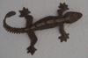 Kuhl's Flying Gecko (Ptychozoon kuhli) - Wiki
