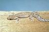 Mourning Gecko (Lepidodactylus lugubris) - Wiki