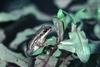 Upland Chorus Frog (Pseudacris feriarum) - Wiki