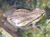 Western Chorus Frog (Pseudacris triseriata) - Wiki