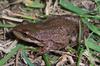 Boreal Chorus Frog (Pseudacris maculata) - Wiki