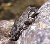 California Tree Frog (Pseudacris cadaverina) - Wiki