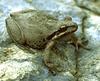 Pacific Tree Frog (Pseudacris regilla) - Wiki