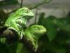 Waxy Monkey Leaf Frog (Phyllomedusa sauvagii) - Wiki