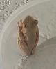 Cuban Tree Frog (Osteopilus septentrionalis) - Wiki